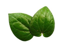 Green betel leaf isolated on white background photo