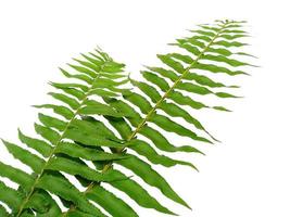 Polypodiophyta Plants with green leaves on white background photo