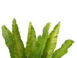 Bird Nest Fern or Asplenium nidus isolated on white background photo