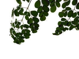 hojas de moringa oleifera o árbol de baquetas sobre fondo blanco foto