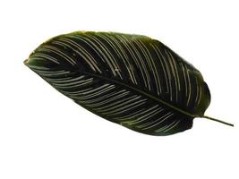 Calathea ornata Sanderiana leaf on white background photo