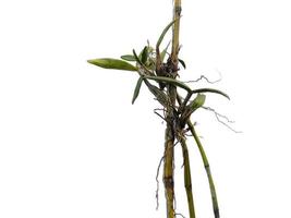 árbol de orquídeas sobre fondo blanco. orquídea con hoja verde foto