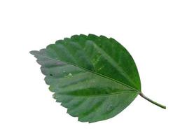 Hibiscus leaf on white background photo