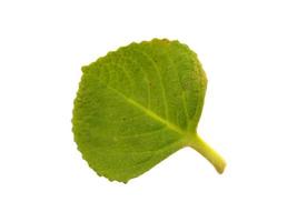 Green Plectranthus amboinicus leaf on white background photo