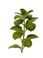 Green Plectranthus amboinicus leaf on white background photo