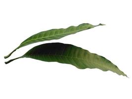 Mangifera indica or mango Green leaf on white background photo