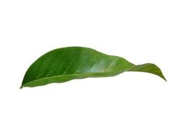 Magnolia champaca leaf on white background photo