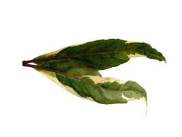 Green leaf on white background. Tree with green leaves. photo