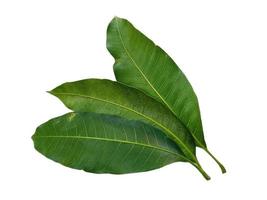 Mangifera indica or mango Green leaf on white background photo