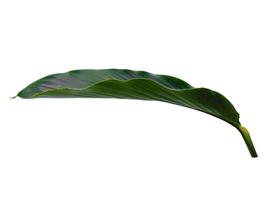 Red Ginger leaves or Alpinia purpurata leaf on white background photo