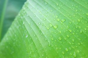 Banana leaves with rainwater for backgrounds, Water drops on banana leaf photo