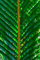 Close up coconut palm leaf texture backgrounds photo