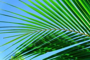 Close up coconut palm leaf texture backgrounds with blue sky photo