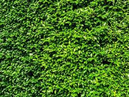 fondo de planta de textura natural de hojas verdes, hermosa pared de hoja verde diminuta y fondo de espacio de copia foto