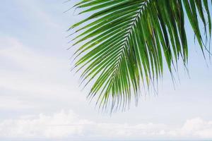 Palm leaves at sky. photo