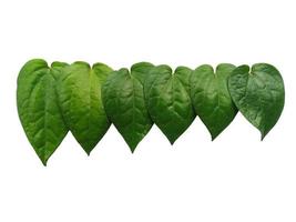 Green betel leaf isolated on white background photo