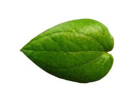 Green betel leaf isolated on white background photo