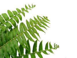 Polypodiophyta Plants with green leaves on white background photo