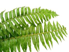 plantas polypodiophyta con hojas verdes sobre fondo blanco foto