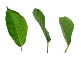 Tree on white background. Green leaves isolated on white background photo