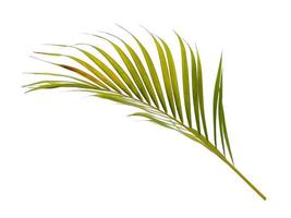 hojas frescas de palma de bambú o hoja de palma sobre fondo blanco