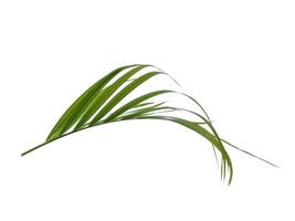 Bamboo palm fresh leaves or palm leaf on white background photo