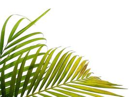 Bamboo palm fresh leaves or palm leaf on white background photo