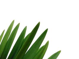 Lilium leaf or Lily leaves Isolated on white background photo