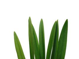 Lilium leaf or Lily leaves Isolated on white background photo