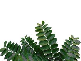planta verde o hoja verde aislada sobre fondo blanco foto