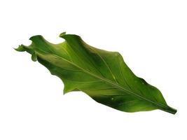 Anthurium Plowmanii leaf on white background photo