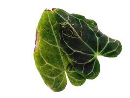 Anthurium crystallinum leaf Isolated on white background photo