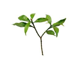 Tree on white background. Green leaves isolated on white background photo
