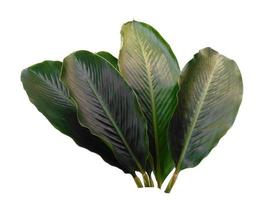 Red Ginger leaves or Alpinia purpurata leaf on white background photo