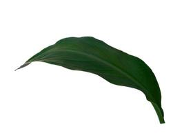 Canna indica leaf on white background. Tree with green leaves photo