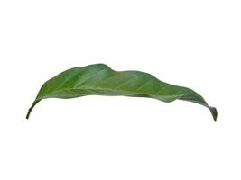 Magnolia champaca leaf on white background photo