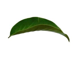 Magnolia champaca leaf on white background photo