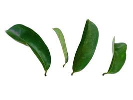 hojas de sirsak o guanábana o annona muricata sobre fondo blanco foto