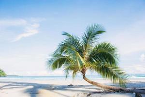 palmera en la playa de arena. foto