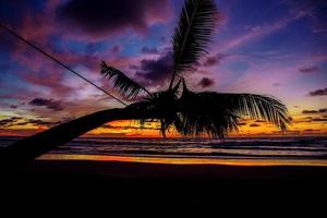 Coconut tree at sea with sunset. photo