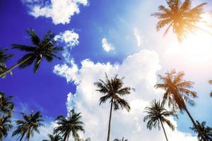 Palm tree at sunset. photo