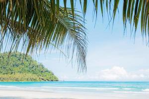 Palm leaves on beach at sky. photo