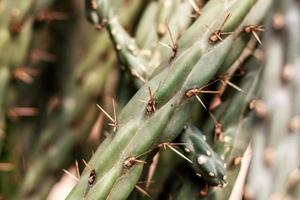 Cactus with texture. photo