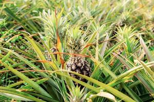 Pineapple on tree in farm. photo