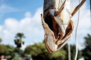 Dry fish of hanging at sky. photo