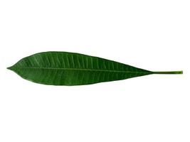 Green leaf frangipani flower isolated on white background photo