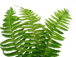 Polypodiophyta Plants with green leaves on white background photo