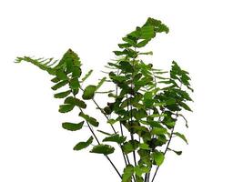 Green leaf texture. Green leaves isolated on white background. Green leaf pattern background photo