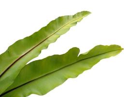 nido de pájaro helecho o asplenium nidus aislado sobre fondo blanco foto