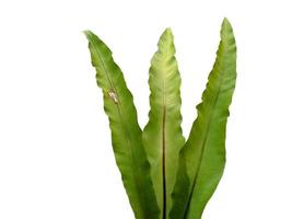 Bird Nest Fern or Asplenium nidus isolated on white background photo